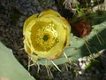 vignette Opuntia en fleur