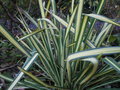 vignette Yucca filifera 'Golden Sword'