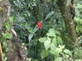 vignette heliconia caribea