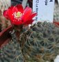 vignette Rebutia Xanthocarpa 20 5 09