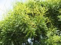 vignette Koelreuteria paniculata (savonnier) gros plan au 25 06 09
