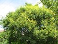 vignette Koelreuteria paniculata (savonnier) au 25 06 09