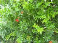 vignette Punica granatum (grenadier  fleurs au 25 06 09