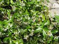 vignette Trachelospermum jasminoides au 25 06 09