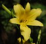 vignette Hemerocallis altissima