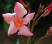 vignette Nerium oleander cv.