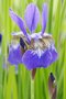 vignette Iris sibirica cv.