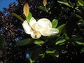 vignette Magnolia grandiflora Exmouth gros plan de la fleur et des feuilles au 26 06 09