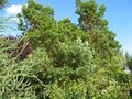 vignette Arbutus andrachnoides (7m) et lyonothamnus asplenifolius au 26 06 09