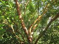 vignette Arbutus andrachnoides gros plan du tronc au 26 06 09