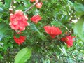 vignette Punica granatum (grenadier  fleurs) vue1 au 26 06 09