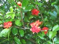 vignette Punica granatum (grenadier  fleurs) vue2 au 26 06 09