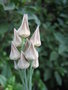vignette Allium bulgaricum = Allium siculum = Nectaroscordum siculum, fruits