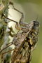 vignette Cigale grise (Cicada orni)