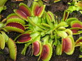 vignette Dionaea muscipula 'saw tooth'