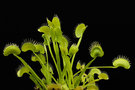 vignette Dionaea muscipula f. filiforme
