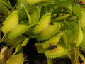vignette Dionaea muscipula f. verte