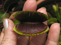 vignette Dionaea muscipula 'Royal red'