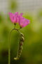 vignette Drosera capensis en fleur
