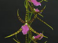 vignette brassia verrucosa x Lemboglossum bictoniense