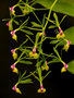 vignette Epidendrum pseudepidendrum var. album