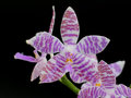 vignette Phalaenopsis lueddemaniana
