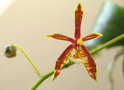 vignette Phalaenopsis manii red