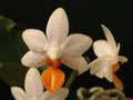 vignette Phalaenopsis Mini Mark