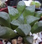 vignette HAWORTHIA bAYERI uNIONDALE JUIN 2009