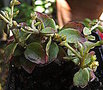 vignette SEDUM OBTUSIFOLIUM JUIN 2009