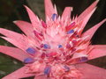 vignette Aechmea fasciata en fleur