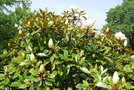 vignette Magnolia grandiflora 'Microphylla'
