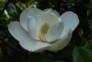 vignette Magnolia grandiflora 'Microphylla'