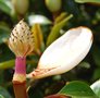 vignette Magnolia grandiflora 'Microphylla'