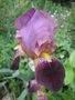 vignette Iris bicolore violet