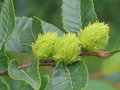 vignette Nothofagus alpina