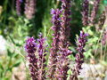 vignette salvia nemerosa