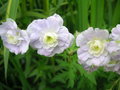 vignette Geranium pratense 'Summer Skies' - Granium des prs double