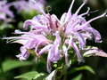 vignette monarde fistulosa