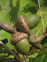 vignette Quercus acerifolia