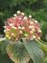 vignette Cornus rugosa