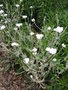 vignette Lychnis coronaria 'Alba' - Coquelourde blanche