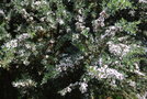 vignette Leptospermum rodwayanum