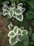 vignette Brunnera macrophylla 'Variegata'