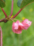 vignette Actinidia tetramera maloides