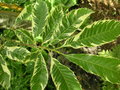 vignette Castanea sativa 'Variegata' - Chtaigner  feuilles panaches