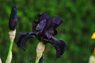 vignette Iris 'Before the storm'