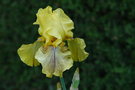 vignette Iris 'Rio de oro'