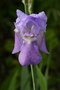 vignette Iris germanica (iris des jardins)