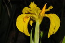 vignette Iris des marais (iris pseudoacorus)